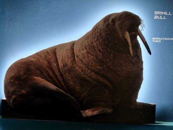 Exhibition Walrus 