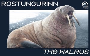 Rostungurinn The Walrus
